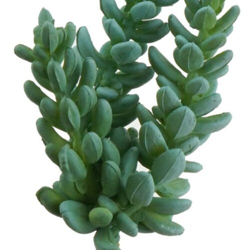 Artificial Succulent Mini Tom 13cm