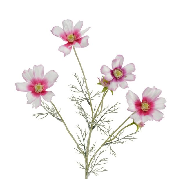 Cosmos Wild Flower Cream Pink 60cm