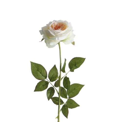 David Austin Rose Cream Pink 68cm