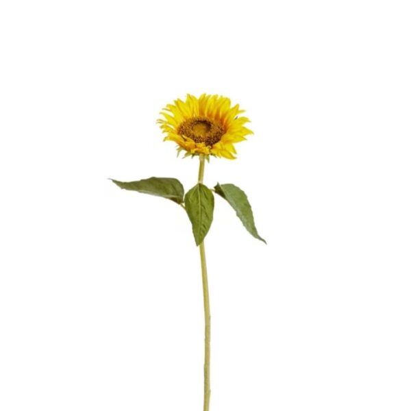 Field Sunflower Stem Medium 62cm