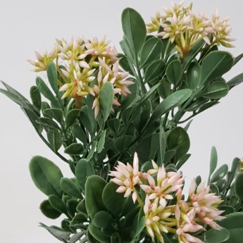 Pink Seeded Berry Bush 31cm