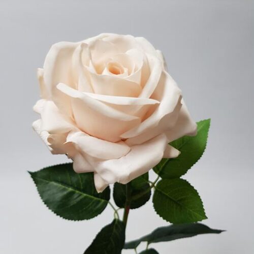 Rose Anna Soft Pink 75cm