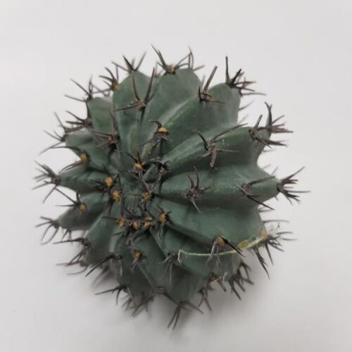 Artificial Barrel Cactus Grey 10cm