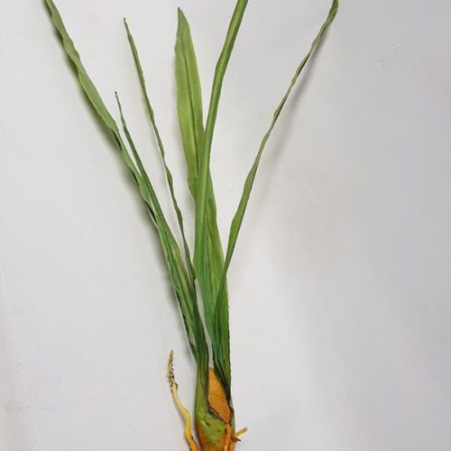 Artificial Cymbidium Orchid Leaf 70cm