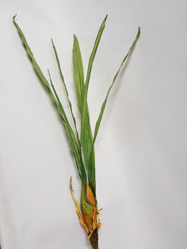 Artificial Cymbidium Orchid Leaf 70cm