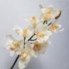 Cymbidium Orchid Cream 72cm - Image 2