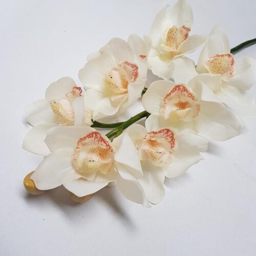 Cymbidium Orchid Cream 72cm