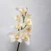Cymbidium Orchid Cream 72cm - Image 3