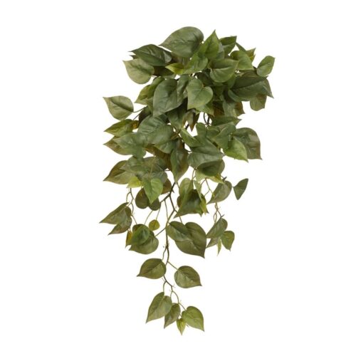 Hanging Philodendron Bush 70cm