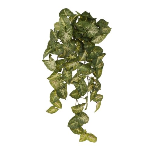 Hanging Syngonium Bush 60cm