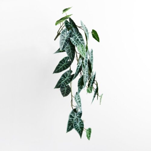 Trailing Alocasia Plant 86cm