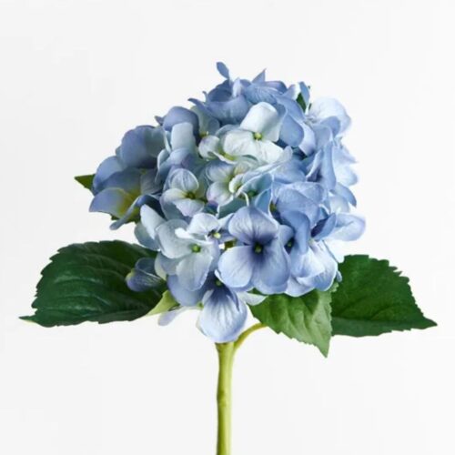 Hydrangea Genevieve Blue 50cm