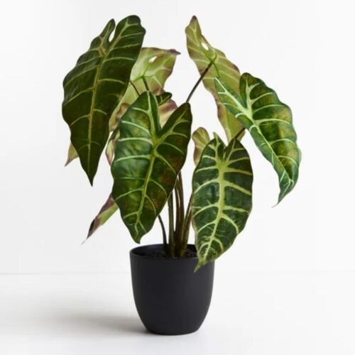 Alocasia Plant Green 43cm