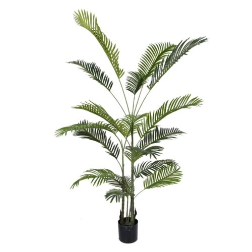 Areca Palm 180cm