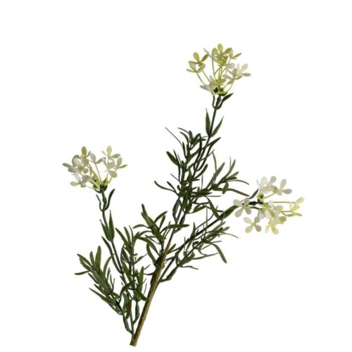 Myrtle Wax Flower Cream 67cm