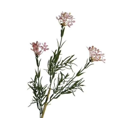 Myrtle Wax Flower Pink 67cm