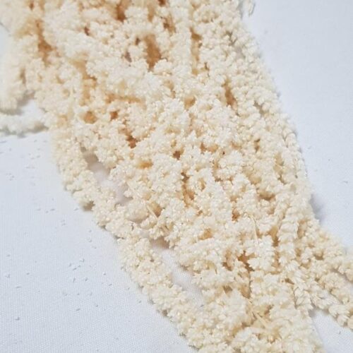 Preserved Amaranthus Off White