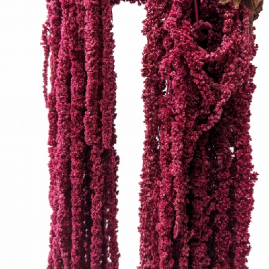 Preserved Amaranthus Dark Pink