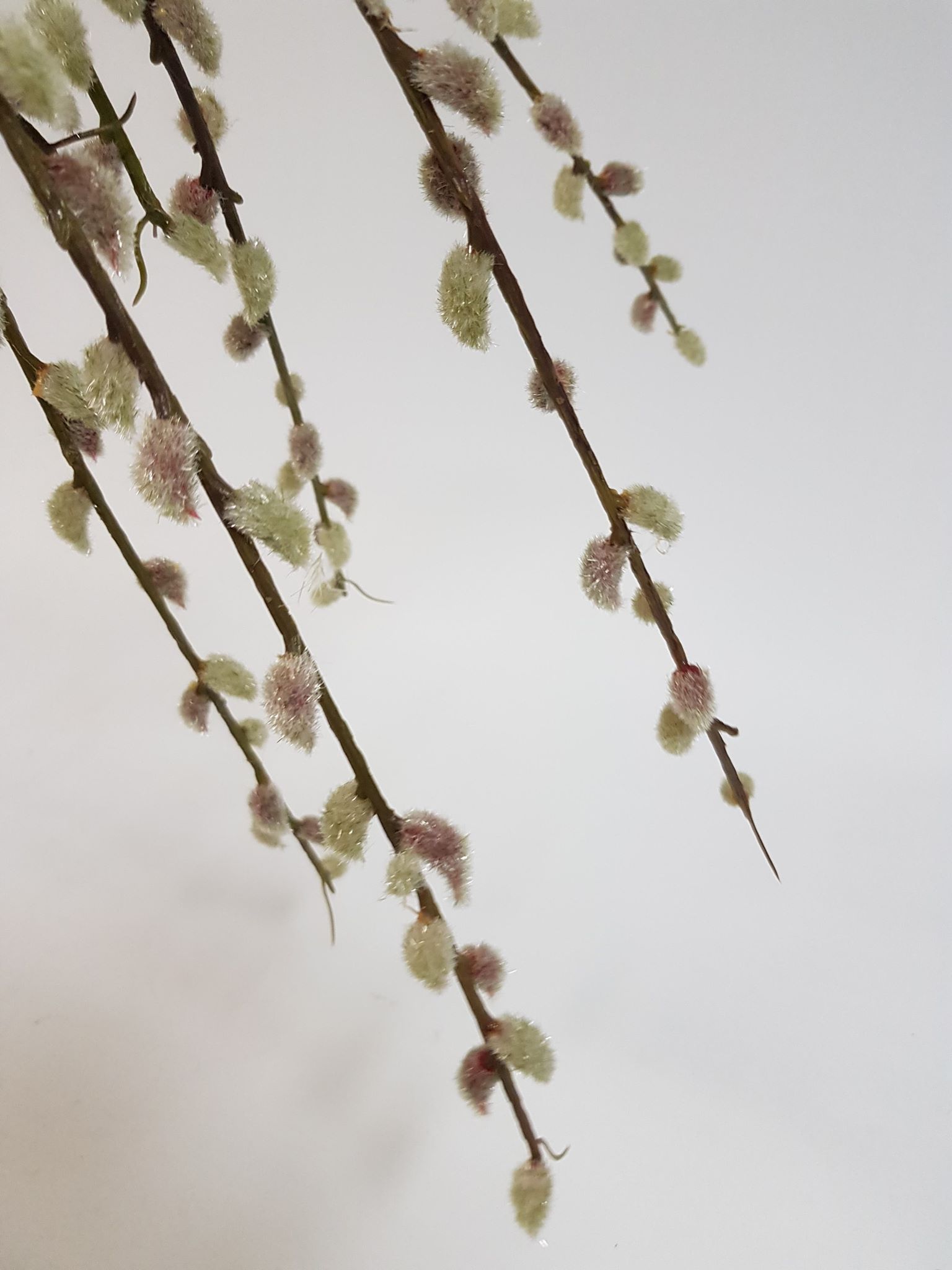 Real Touch Pussy Willow 87cm - Image 4