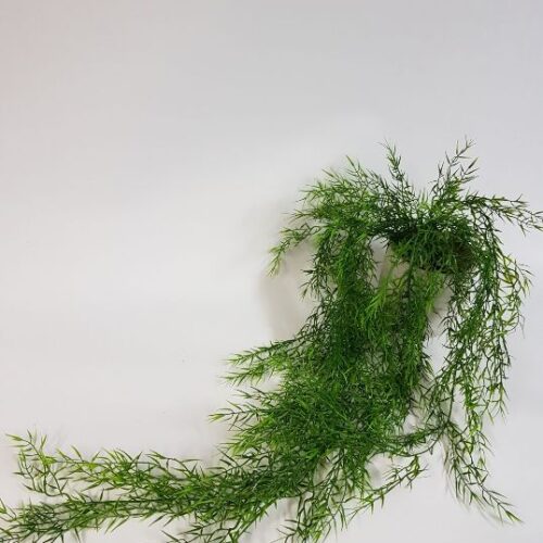 Asparagus Hanging Bush