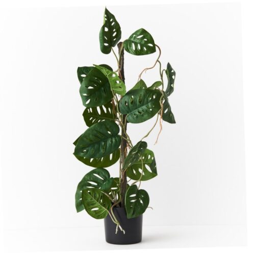 Adansonii Draping Vine Plant Green 64cm