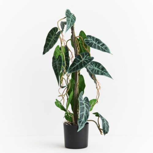Alocasia Draping Vine Plant Green 64cm