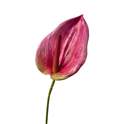 Anthurium Anthos Flower Pink 85cm