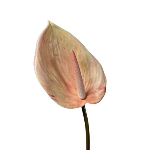 Anthurium Anthos Flower Peach 85cm