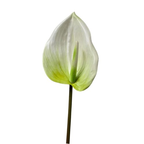 Anthurium Anthos flower White 85cm