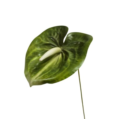 Anthurium Lily flower Green 60cm
