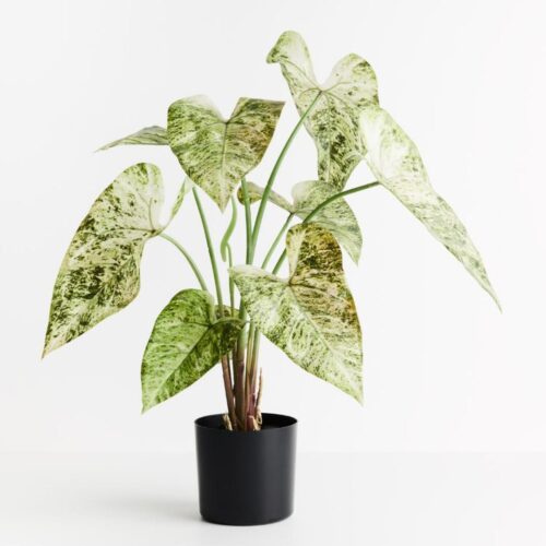 Artificial Caladium Plant 63cm