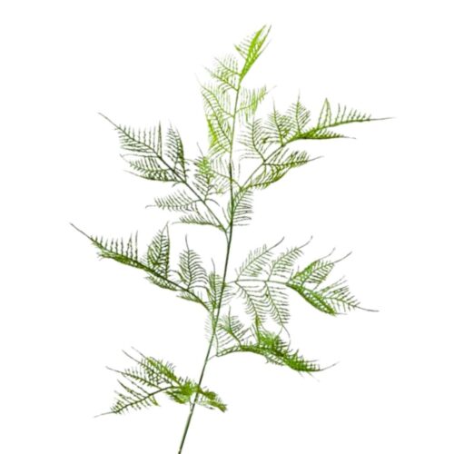 Asparagus Fern Spray 82cm