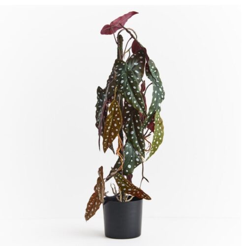 Begonia Draping Vine Plant Green 64cm