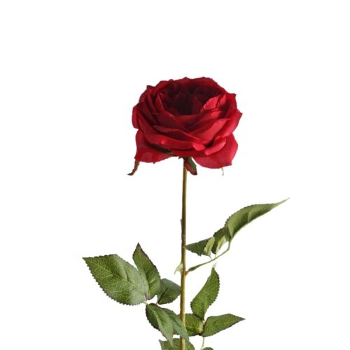 David Austin Rose Red 68cm