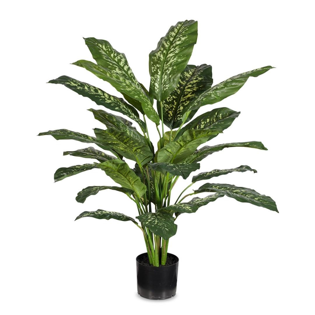Dieffenbachia Plant 112cm