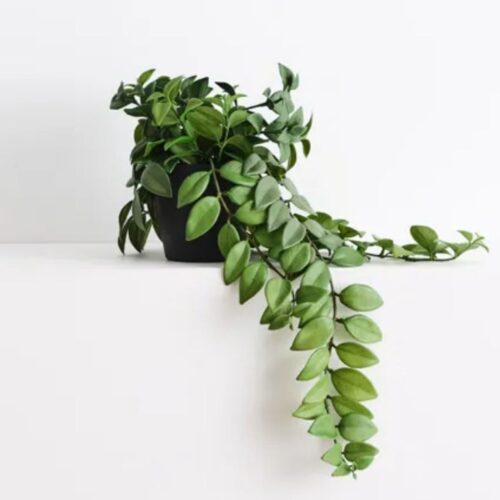 Lipstick Hanging Plant in Pot 50cm