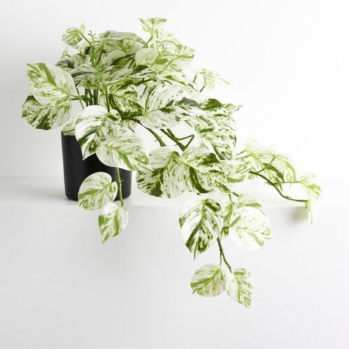 Marble Pothos Hanging Plant 58cm