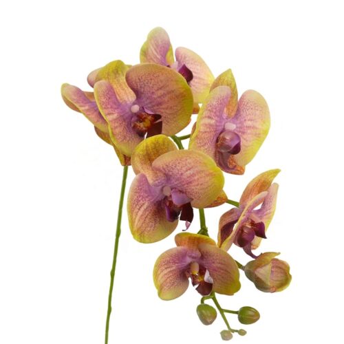 Phalaenopsis Orchid Odilia Green Pink 96cm