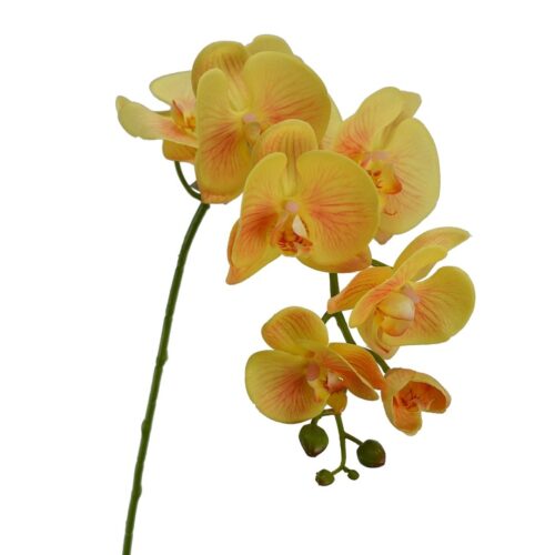 Phalaenopsis Orchid Odilia Yellow 96cm