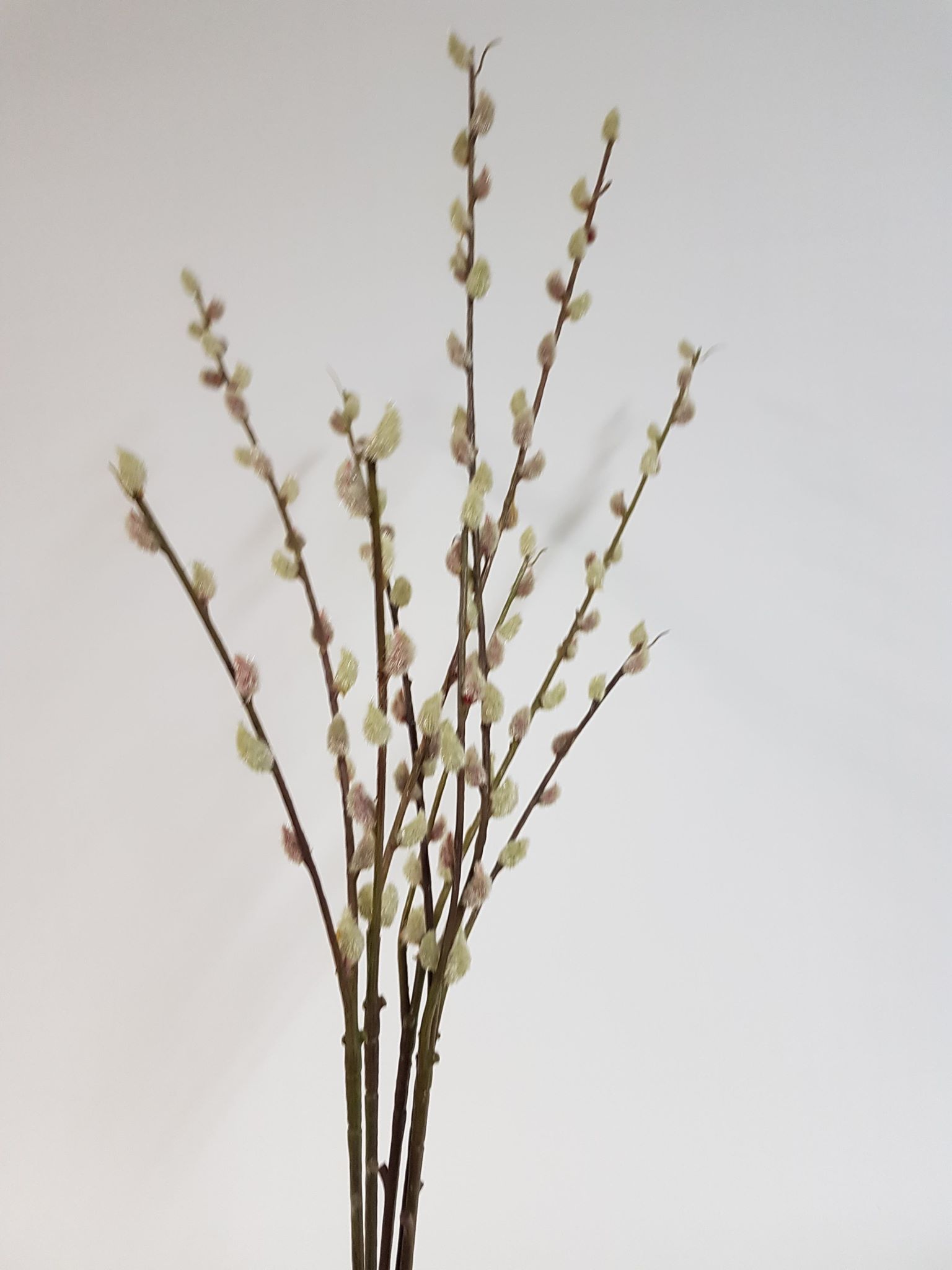 Real Touch Pussy Willow 87cm - Image 3