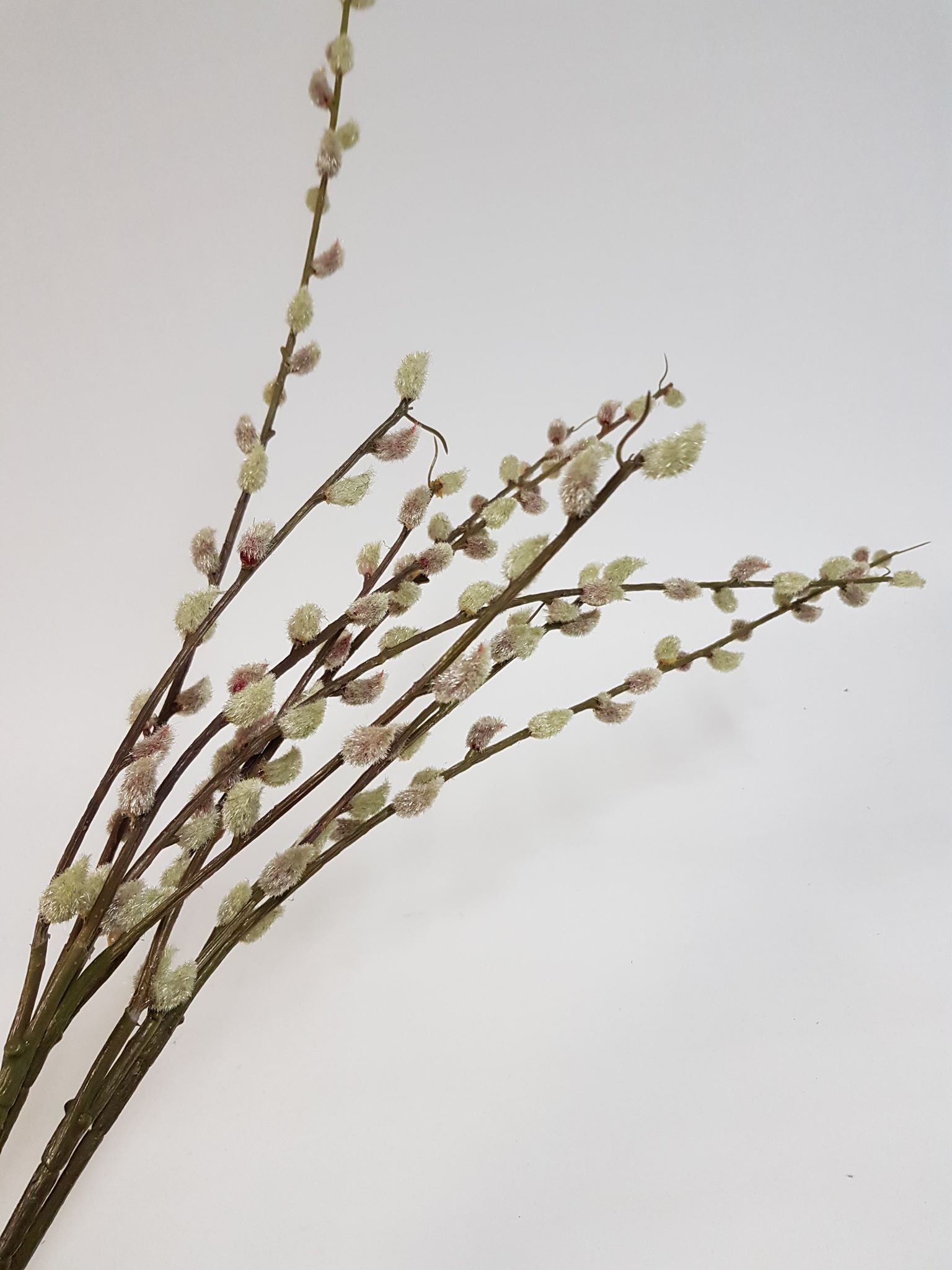 Real Touch Pussy Willow 87cm - Image 5