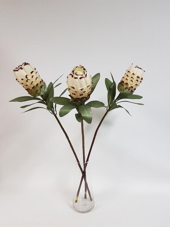 Native Protea Cream - Image 4