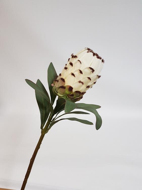 Native Protea Cream - Image 2
