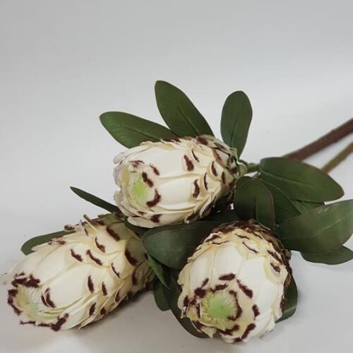 Native Protea Cream
