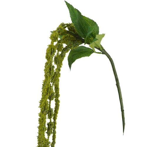 Amaranthus Love Lies Bleeding Green 122cm