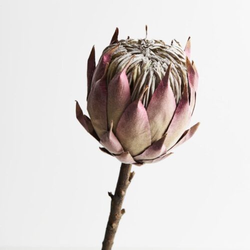 Artificial King Protea Dusty Mauve 54cm