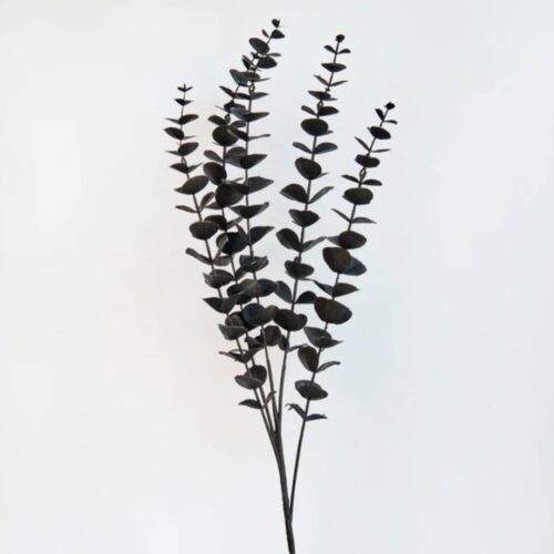 Eucalyptus Spining Gum Black 53cm