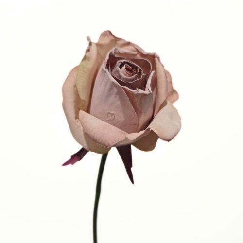 Faux Flora bouquet Rose Latte 30cm