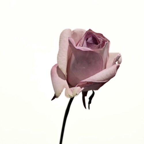 Faux Flora bouquet Rose Mauve 30cm