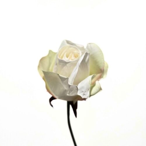 Faux Flora bouquet Rose White 30cm